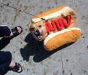 dressed_dog_02.jpg