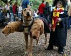 dressed_dog_12.jpg