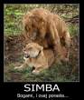 simba.jpg
