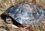 box-turtle-b.jpg