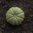 astrophytum asterias.jpg