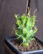 Euphorbia fasciculata4.jpg