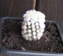 Mammillaria gracilis arizona snowcap.jpg