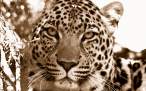 02447_lookmeintheeyes_1440x900.jpg