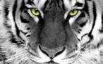 white-tiger-wallpaper-743-1440x900.jpg