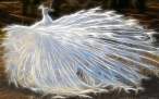 digital-pfau-wallpaper-14169-1440x900.jpg