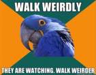 1296944476606_Paranoid_Parrot-s232x180-133387-580.jpg