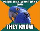 1296945347796_Paranoid_Parrot-s580x451-133399-580.jpg