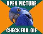 MOAR+PARANOID+PARROT_884e05_2338475.jpg