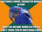 Paranoid+Parrot+Story+of+My+life_489f5d_2337626.jpg
