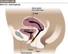g-spot3.jpg
