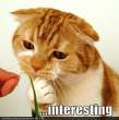 a.aaa-funny-picture-of-interesting.jpg