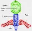 Composition of T-Even Bacteriophage.JPG