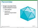 Paravoviridae.jpg