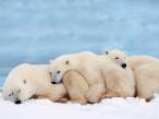 polar bears.jpg