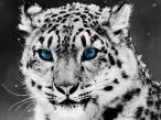 1.-Snow-Leopard.jpg.png