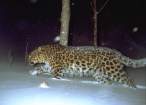 Amurski leopard.jpg