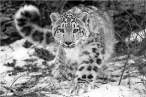 Snow-Leopard1.jpg
