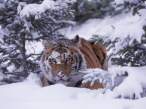 siberian-tiger-panthera-tigris-altaica.jpg