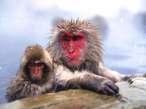 monkeys-animals.jpg