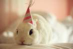 Happy-Birthday-Bunny-Rabbit.jpg
