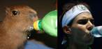 many_capybaras_look_like_rafael_nadal_640_14.jpg