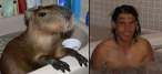 many_capybaras_look_like_rafael_nadal_640_15.jpg