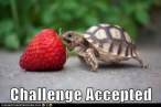 meme-ca-turtlestrawberry.jpg