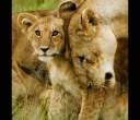 Lion-Cub-with-Mother-in-the-Serengeti-Tanzania.jpg