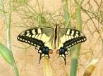Papilio_machaon.jpg