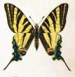 Iphiclides_podalirius_by_Nemossm.jpg