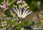 iphiclides-podalirius-61679.jpg