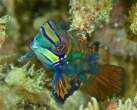 dragonet_greenMandarin4.jpg