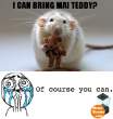 cuteness-overload-mouse.png