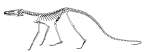 Terrestrisuchus, kostur.jpg