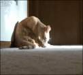 cat-licks-mouse.gif