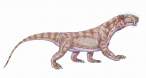 Biarmosuchus 1.jpg