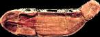 tully-fossil.gif