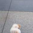 gif o2_401.gif