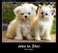 jebo-te-ziko.jpg