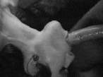 Kit u usta 0009.gif