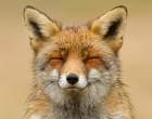 fox6.jpg