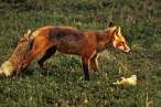 fox-wallpapers-4.jpg