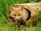 fox-wallpapers-6.jpg