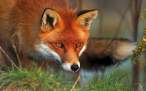 fox-wallpapers-10.jpg