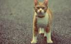 cat-wearing-glasses.jpg