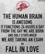 28933_157473561_brains.jpg