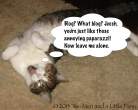 feline funny.gif