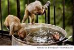Monkeys-enjoying-a-day-out-resizecrop--.jpg