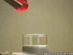 Explosive Gummi Bear (Heated Potassium Chlorate Reacts with a Gummi Bear).gif